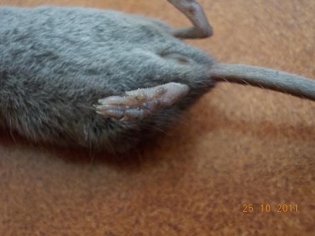 Crocidura minore vittima del gatto
